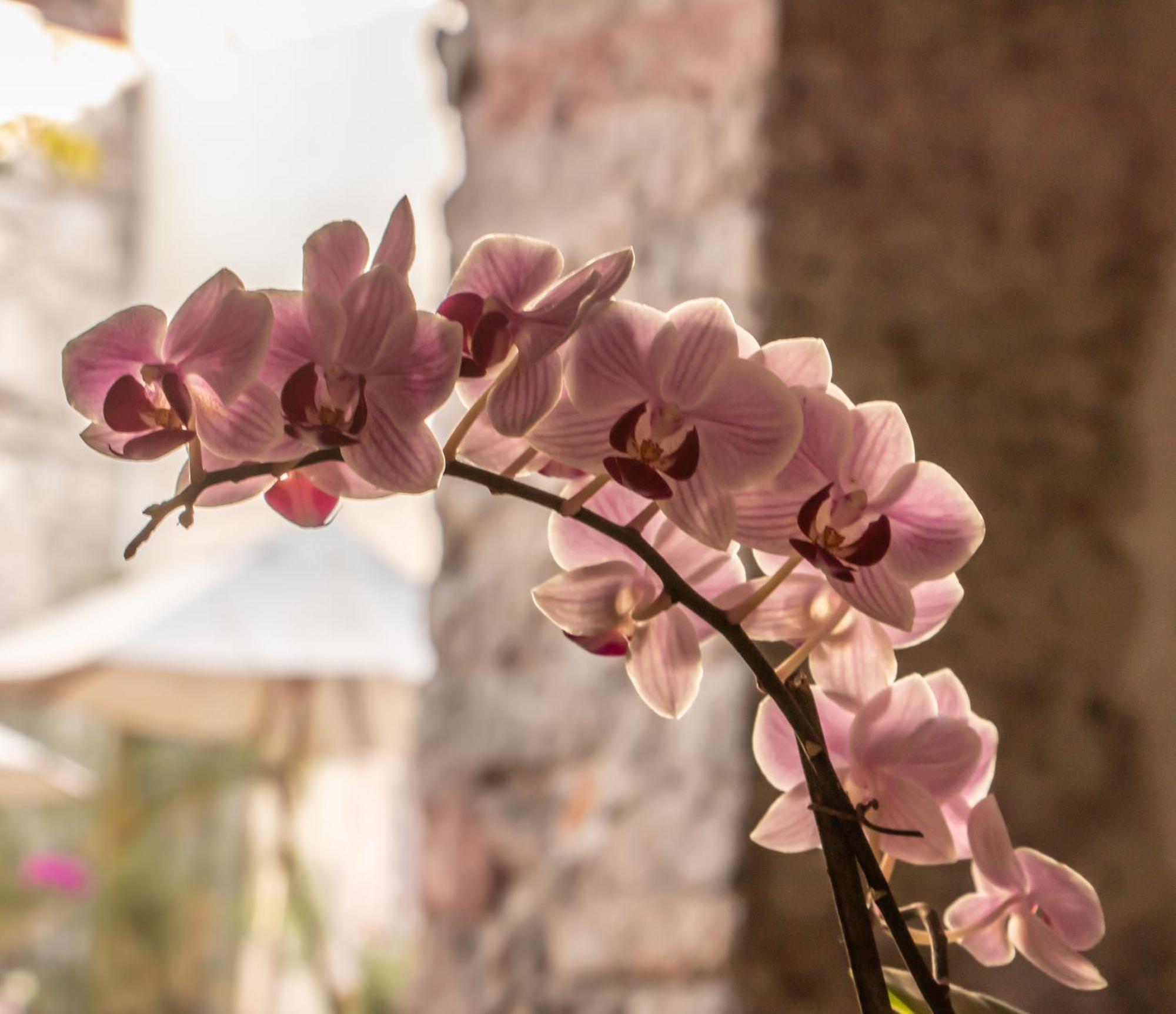 Orchid House San Miguel De Allende Exterior foto